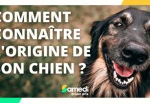 Comment connaitre l’origine de son chien ? Comment-connaitre-lorigine-de-son-chien-Samedi-a-tout-prix