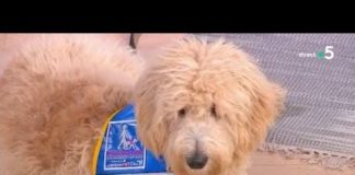 Comment devenir famille d’accueil de chien guide d’aveugles ? Comment-devenir-famille-daccueil-de-chien-guide-daveugles-