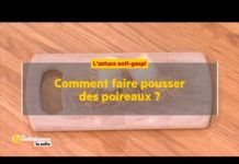 Comment faire pousser des poireaux ? Comment-faire-pousser-des-poireaux-La-Quotidienne-la-suite