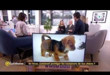 Comment protéger les coussinets des chiens en hiver ? En-hiver-comment-proteger-les-coussinets-de-nos-chiens-