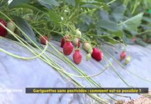 Gariguettes sans pesticides ou bio : quelles différences ? Gariguettes-sans-pesticides-comment-est-ce-possible-