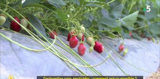 Gariguettes sans pesticides ou bio : quelles différences ? Gariguettes-sans-pesticides-comment-est-ce-possible-