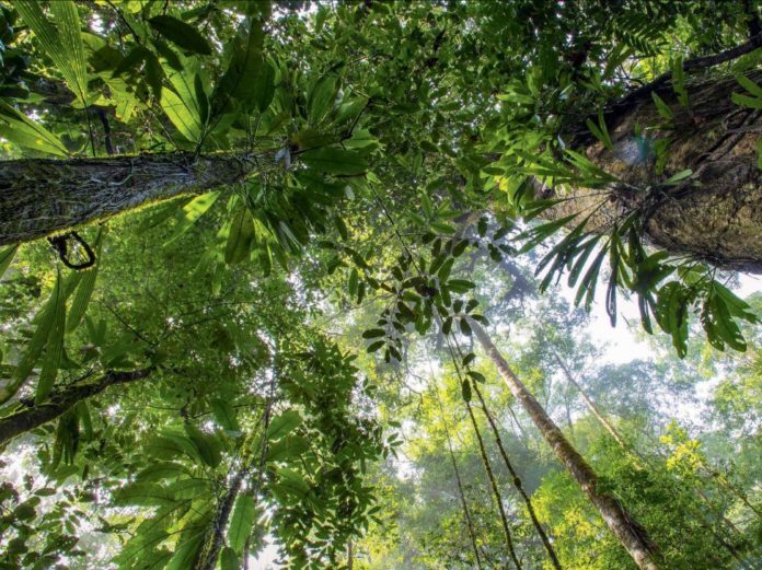 Les-arbres-de-puissants-allies-pour-reguler-le-climat
