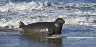 Les éléphantes de mer possèdent une étonnante carte sensorielle Letonnante-carte-sensorielle-des-elephantes-de-mer