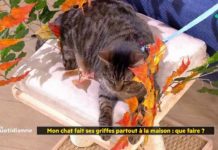 Que faire quand un chat fait ses griffes partout dans la maison ? Mon-chat-fait-ses-griffes-partout-a-la-maison-que-faire-