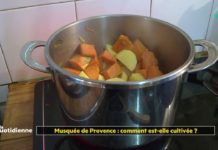 Comment la musquée de Provence est-elle cultivée ? Musquee-de-Provence-comment-est-elle-cultivee-