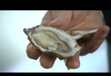 Comment les huîtres sont-elles contrôlées ? Risque-sanitaire-comment-les-huitres-sont-elles-controlees-L
