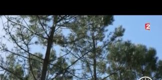 Les vertus de l’écorce du pin des Landes Sciences-Les-vertus-de-lecorce-du-pin-des-Landes