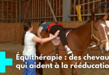La rééducation grâce aux chevaux Se-reeduquer-au-contact-des-chevaux-