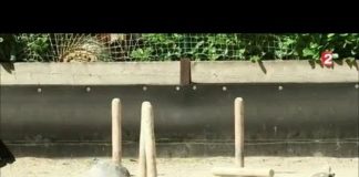 Les quilles de l’Aveyron Sport-Les-quilles-de-lAveyron