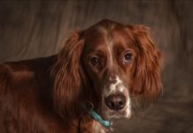 Le Setter anglais Zoom-sur-le-Setter-anglais-chien-de-chasse-britannique