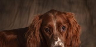 Le Setter anglais Zoom-sur-le-Setter-anglais-chien-de-chasse-britannique
