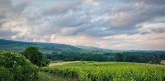 Les bonnes pratiques à suivre pour reprendre un vignoble Les bonnes pratiques à suivre pour reprendre un vignoble