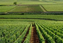 Les beaux jours de l’oenotourisme Art-de-vivre-culture-nature -Les-beaux-jours-de-l039oenotourisme