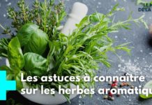 Herbes aromatiques : comment préserver leurs bienfaits ? Comment-preserver-les-bienfaits-des-herbes-aromatiques-