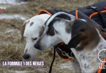 Les chiens de traineaux Copie-de-Faune-Chiens-de-traineaux