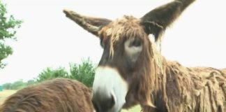 Le baudet du Poitou sauvé de l’extinction Faune-Le-baudet-du-Poitou-sauve-de-lextinction