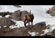 Les animaux de la montagne Faune-Les-animaux-de-la-montagne