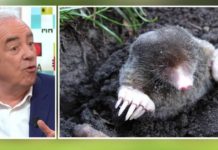 Hérissons, taupes, vers de terre : ils sont les amis du jardinier ! Herissons-taupes-vers-de-terre-ils-sont-les-amis-du-jardinier-La-Quotidienne