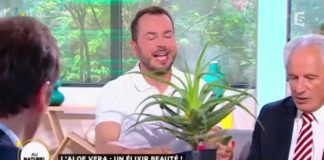 Un élixir de beauté : découvrez l’aloe vera Laloe-vera-un-elixir-de-beaute-