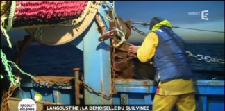 La langoustine, demoiselle du Guilvinec Langoustine-la-demoiselle-du-Guilvinec