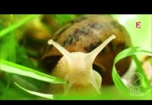 Escargots, tout chaud ! Marches-Escargots-tout-chaud-