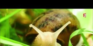 Escargots, tout chaud ! Marches-Escargots-tout-chaud-