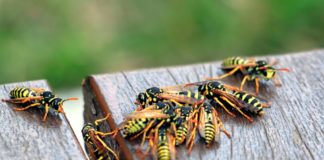 9 astuces efficaces pour soulager et guérir les piqûres de guêpes Piqure-de-guepes-9-astuces-efficaces-pour-la-soulager-et-la-guerir