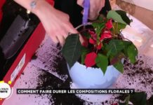 Comment faire durer les compositions florales ? Comment-faire-durer-les-compositions-florales-