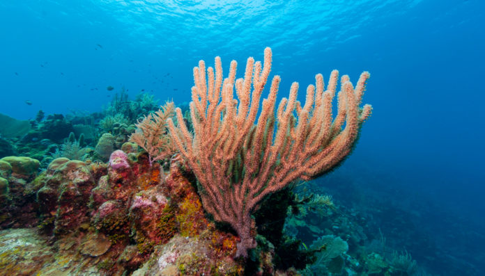 Comment-les-cremes-solaires-affectent-les-recifs-coralliens