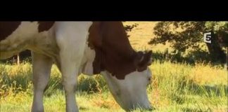 De la viande, oui mais autrement ! De-la-viande-oui-Mais-autrement-