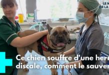Les chiens aussi peuvent souffrir d’hernie discale Hernie-discale-les-chiens-aussi-