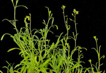 Les plantes extrêmophiles, un modèle pour comprendre l’adaptation aux stress environnementaux Les-plantes-extremophiles-un-modele-pour-comprendre-ladaptation-aux-stress-environnementaux