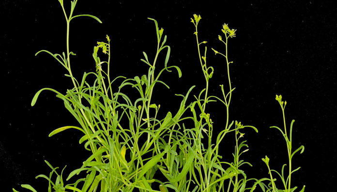 Les-plantes-extremophiles-un-modele-pour-comprendre-ladaptation-aux-stress-environnementaux
