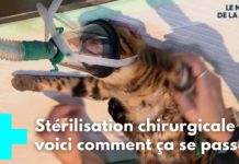 La stérilisation des animaux, une chirurgie préventive Sterilisation-une-chirurgie-preventive-