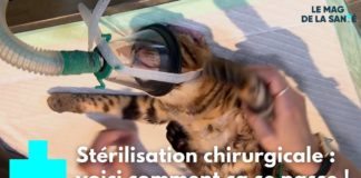 La stérilisation des animaux, une chirurgie préventive Sterilisation-une-chirurgie-preventive-