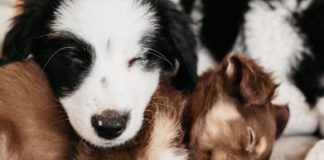Pourquoi faire appel à une animalerie en ligne ? Pourquoi faire appel à une animalerie en ligne ?