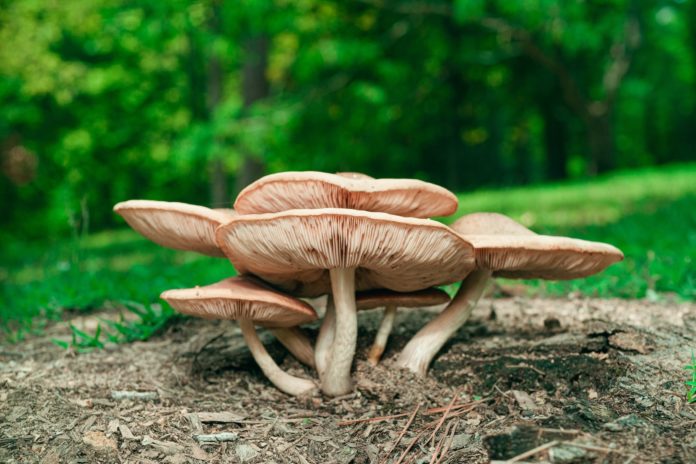La cueillette des champignons : informations, conseils et recettes