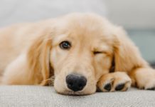 Le Golden Retriever, un excellent chien de famille Le Golden Retriever, un excellent chien de famille