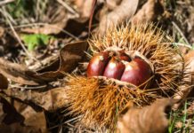 Les châtaignes : plaisir d’hiver Les châtaignes : plaisir d’hiver