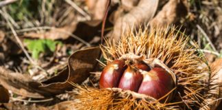 Les châtaignes : plaisir d’hiver Les châtaignes : plaisir d’hiver