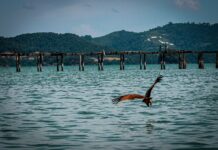 Malaisie : insulaire et péninsulaire à la fois Malaisie : insulaire et péninsulaire à la fois