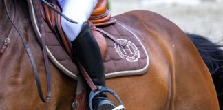 Comment bien choisir une selle de cheval ? Comment bien choisir une selle de cheval ?