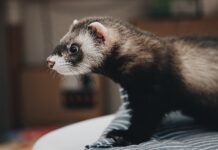 Comment communiquer et s’amuser avec son furet ? Comment communiquer et s’amuser avec son furet ?