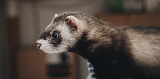 Comment communiquer et s’amuser avec son furet ? Comment communiquer et s’amuser avec son furet ?