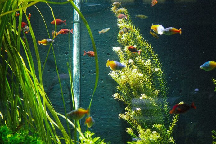 Un aquarium dans votre salon ?
