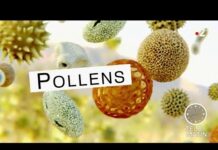 Pourquoi une augmentation des allergies respiratoires ? Sante-Augmentation-des-allergies-respiratoires-pourquoi-
