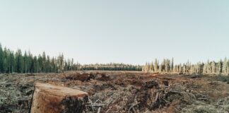 Alimentation et déforestation : comment lutter ? Alimentation et déforestation : comment lutter ?