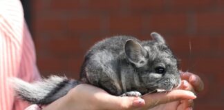 Comment accueillir votre chinchilla ? Comment accueillir votre chinchilla ?