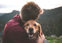 Comment bien voyager en voiture avec son chien ? Comment bien voyager avec son chien ?